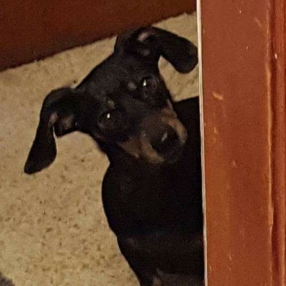 Meet your Posher, Scott - Picture 1 of 1